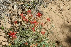 Castilleja linariifolia