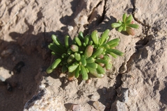 Cistanthe ambigua