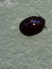 Paropsisterna octolineata