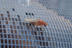 Suillia convergens