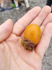 Aplidium californicum