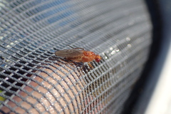 Suillia convergens