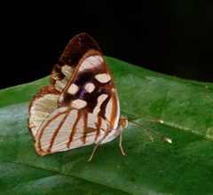 Dynamine chryseis