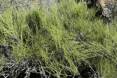 Ephedra viridis