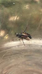 Cylindromyia bicolor