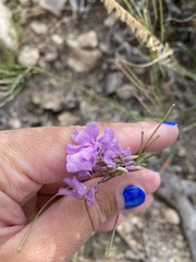 Hesperidanthus linearifolius