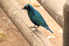 Lamprotornis chalybaeus