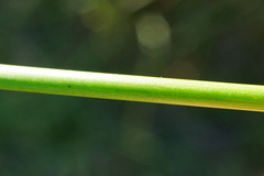 Juncus subnodulosus
