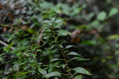 Parietaria officinalis