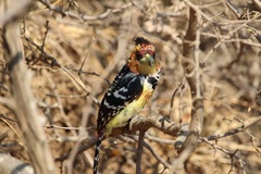 Trachyphonus vaillantii