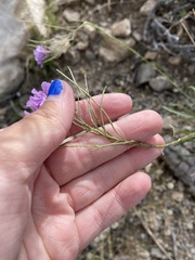 Hesperidanthus linearifolius