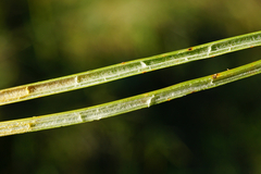 Juncus subnodulosus