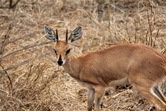 Raphicerus campestris campestris