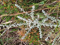 Plecostachys serpyllifolia