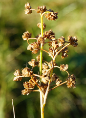 Juncus subnodulosus