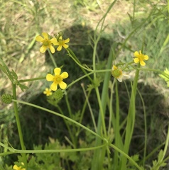 Ranunculus lappaceus