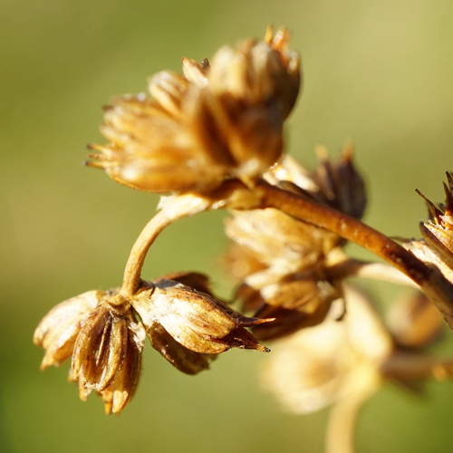 Image of Juncus subnodulosus by (c) Patrick Hacker, some rights reserved (CC BY)