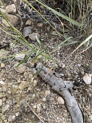 Hesperidanthus linearifolius