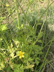 Ranunculus lappaceus