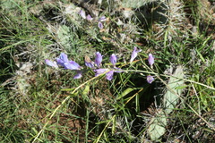 Penstemon comarrhenus