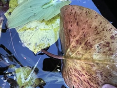 Nymphaea odorata