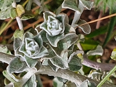 Plecostachys serpyllifolia