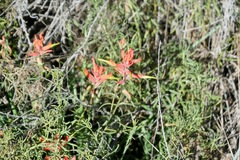 Castilleja linariifolia