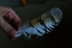Tyto alba poensis
