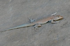 Uta stansburiana uniformis