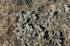 Grusonia clavata