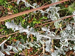 Plecostachys serpyllifolia