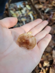 Hebeloma crustuliniforme