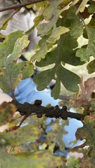 Disholcaspis mellifica