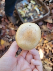 Hebeloma crustuliniforme