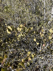 Cercocarpus betuloides