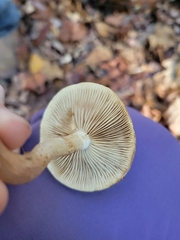 Hebeloma crustuliniforme