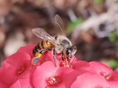 Apis mellifera scutellata