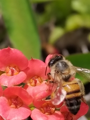 Apis mellifera scutellata