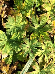 Geranium sylvaticum