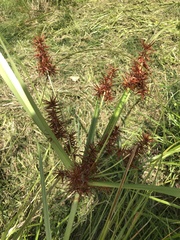 Cyperus lucidus