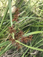 Cyperus lucidus