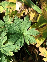 Geranium sylvaticum