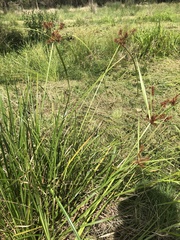 Cyperus lucidus