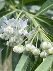 Gomphocarpus fruticosus