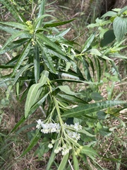 Gomphocarpus fruticosus