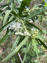 Gomphocarpus fruticosus
