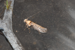 Gnorimoschema baccharisella