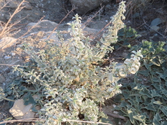 Mercurialis tomentosa
