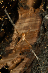Argiope