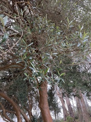 Olea